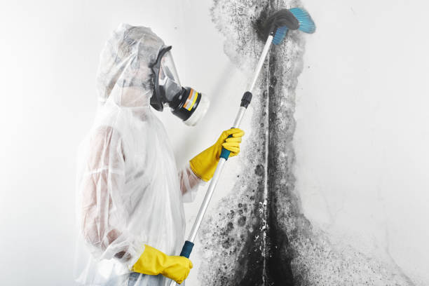Best Mold Odor Removal Services  in Marietta, GA