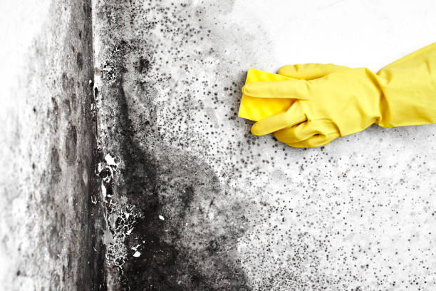 Trusted Marietta, GA Mold Removal Experts