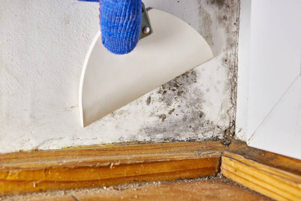 Best Water Damage & Mold Remediation  in Marietta, GA
