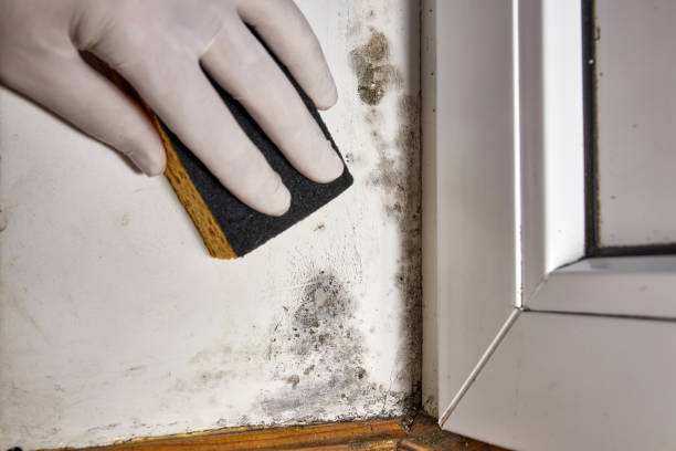 Best Basement Mold Removal  in Marietta, GA